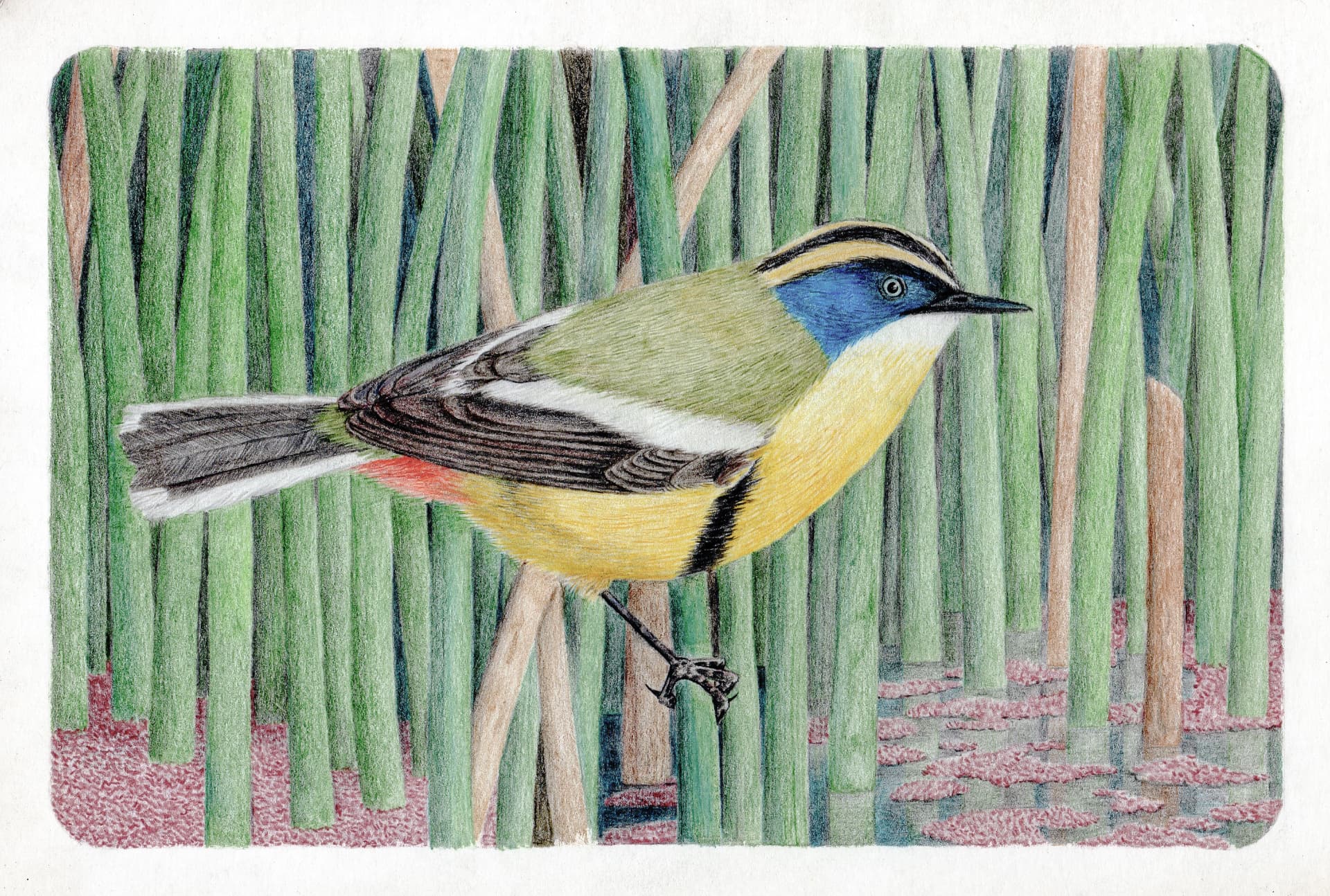 Sietecolores de laguna — Lápiz de color sobre papel – 29,7x42cm – 2026