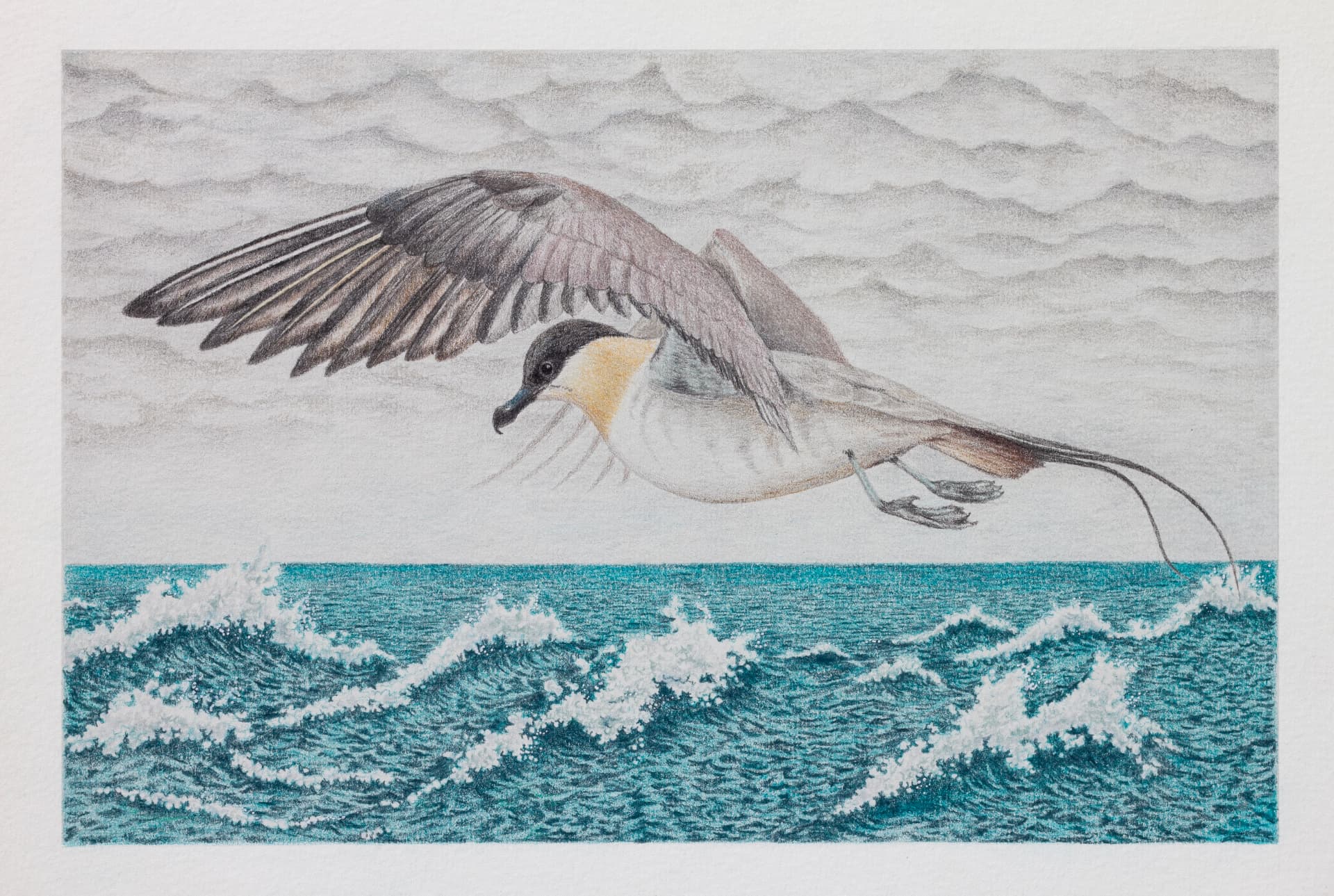 Salteador chico sobre el mar — Lápiz de color sobre papel – 29,7x42cm – 2026