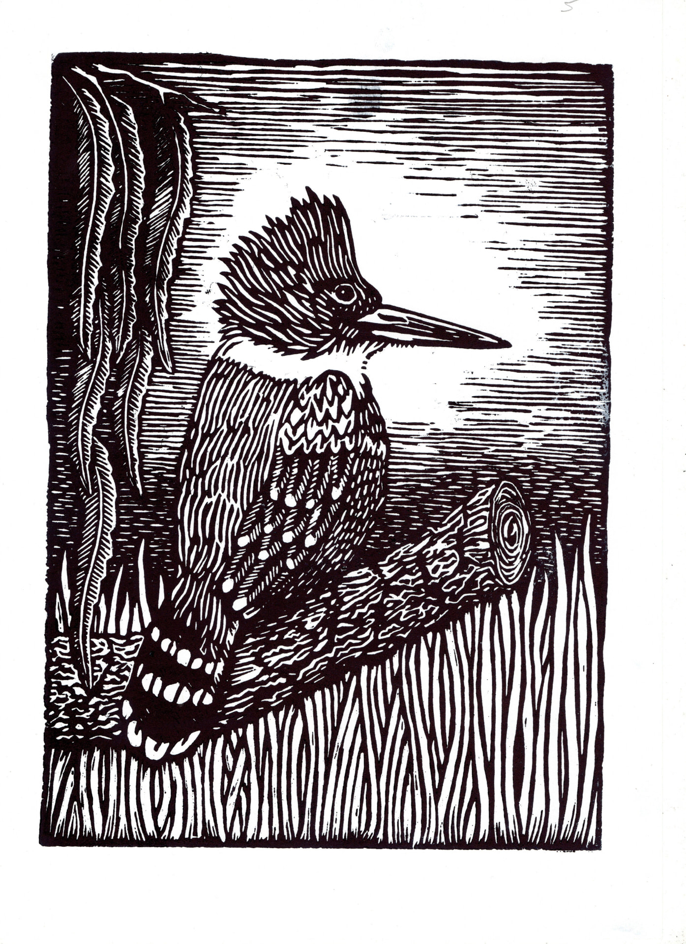 Martín pescador — Xilografía sobre papel – 29,7x42cm – 2026