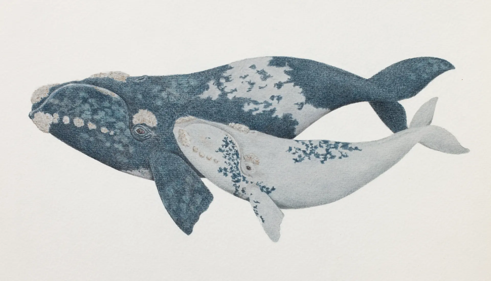 Ballena franca austral — Lápiz de color sobre papel – 29,7x42cm – 2026