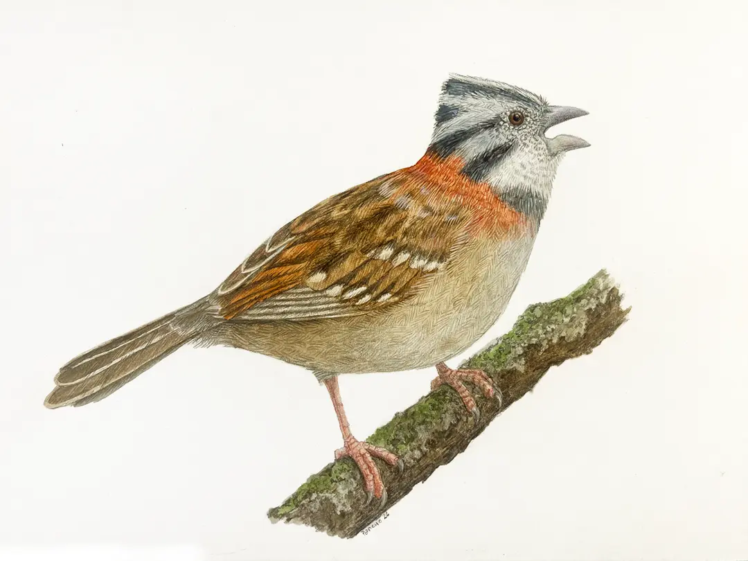 Chingolo (Zonotrichia capensis) — Lápiz de color sobre papel – 21 x 14,8 cm – 2026