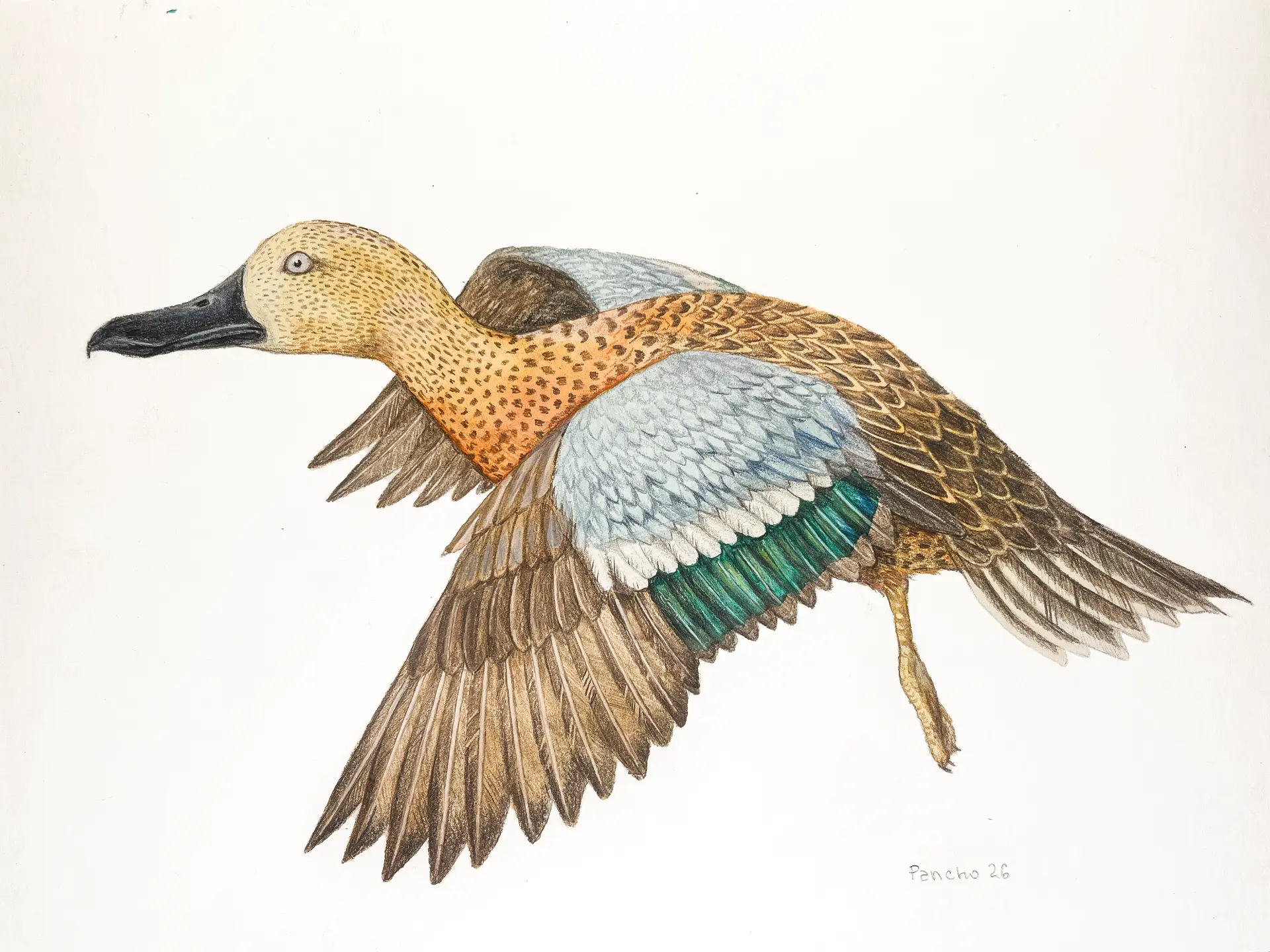Pato cuchara (Spatula platalea) — Lápiz de color sobre papel – 29,7x42cm – 2026