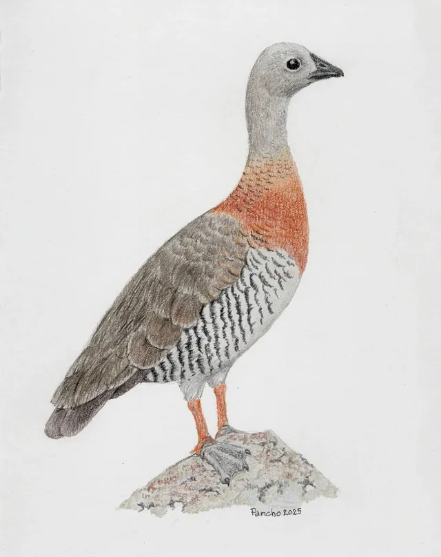 Cauquén real — Lápiz de color sobre papel – 29,7x42cm – 2025