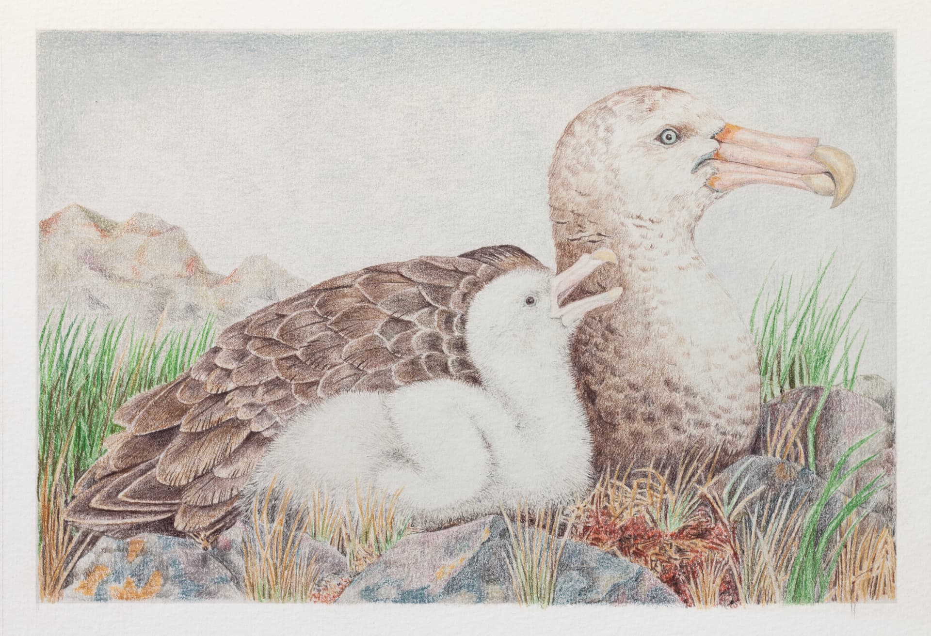 Petrel gigante con su pichón — Lápiz de color sobre papel – 29,7x42cm – 2026