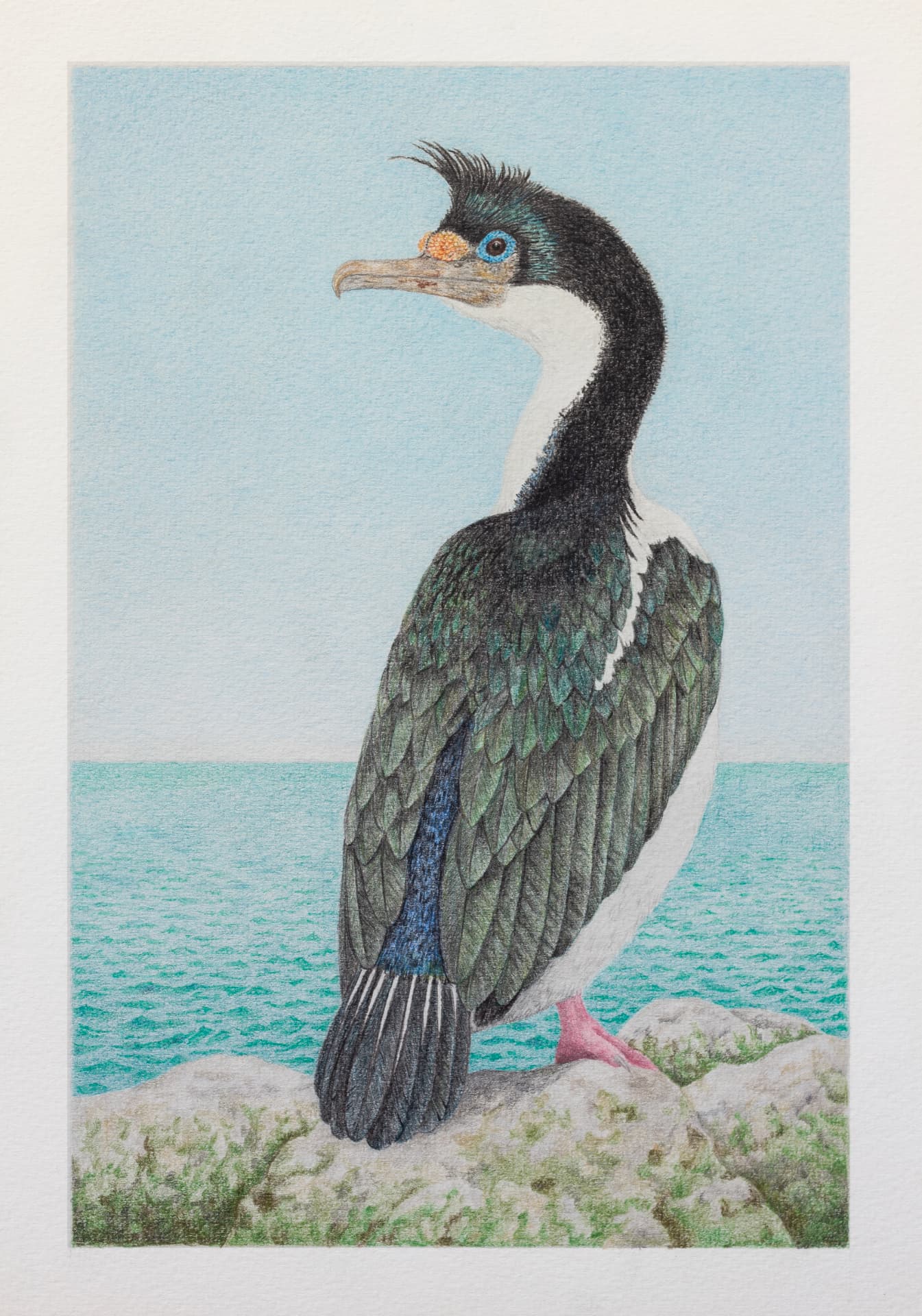 Cormorán imperial — Lápiz de color sobre papel – 29,7x42cm – 2026
