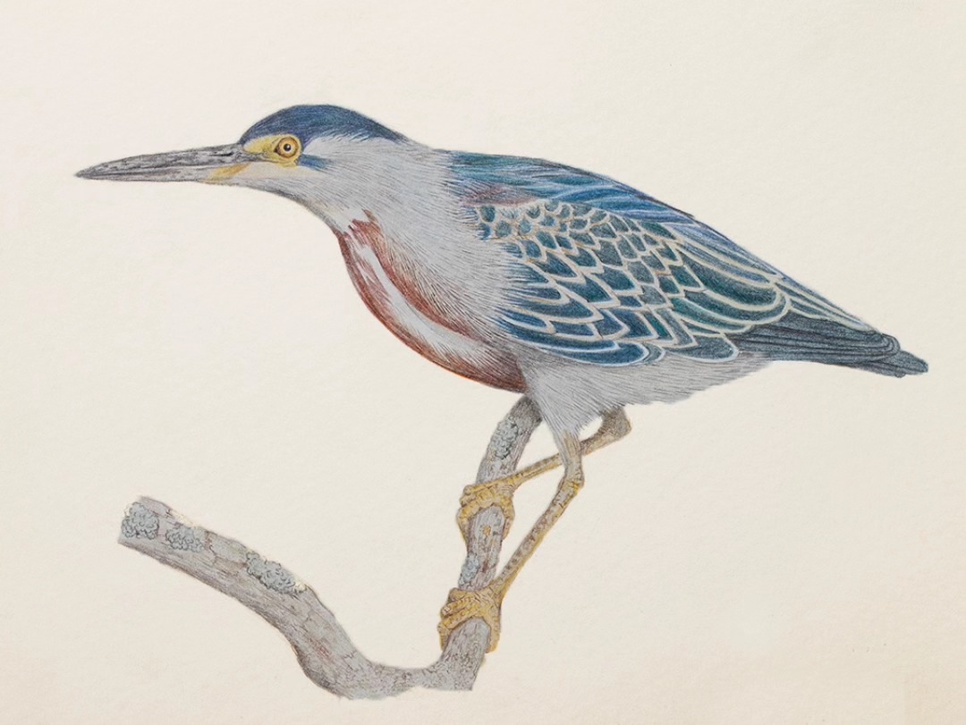 Garcita azulada — Lápiz de color sobre papel – 42x29,7cm – 2026