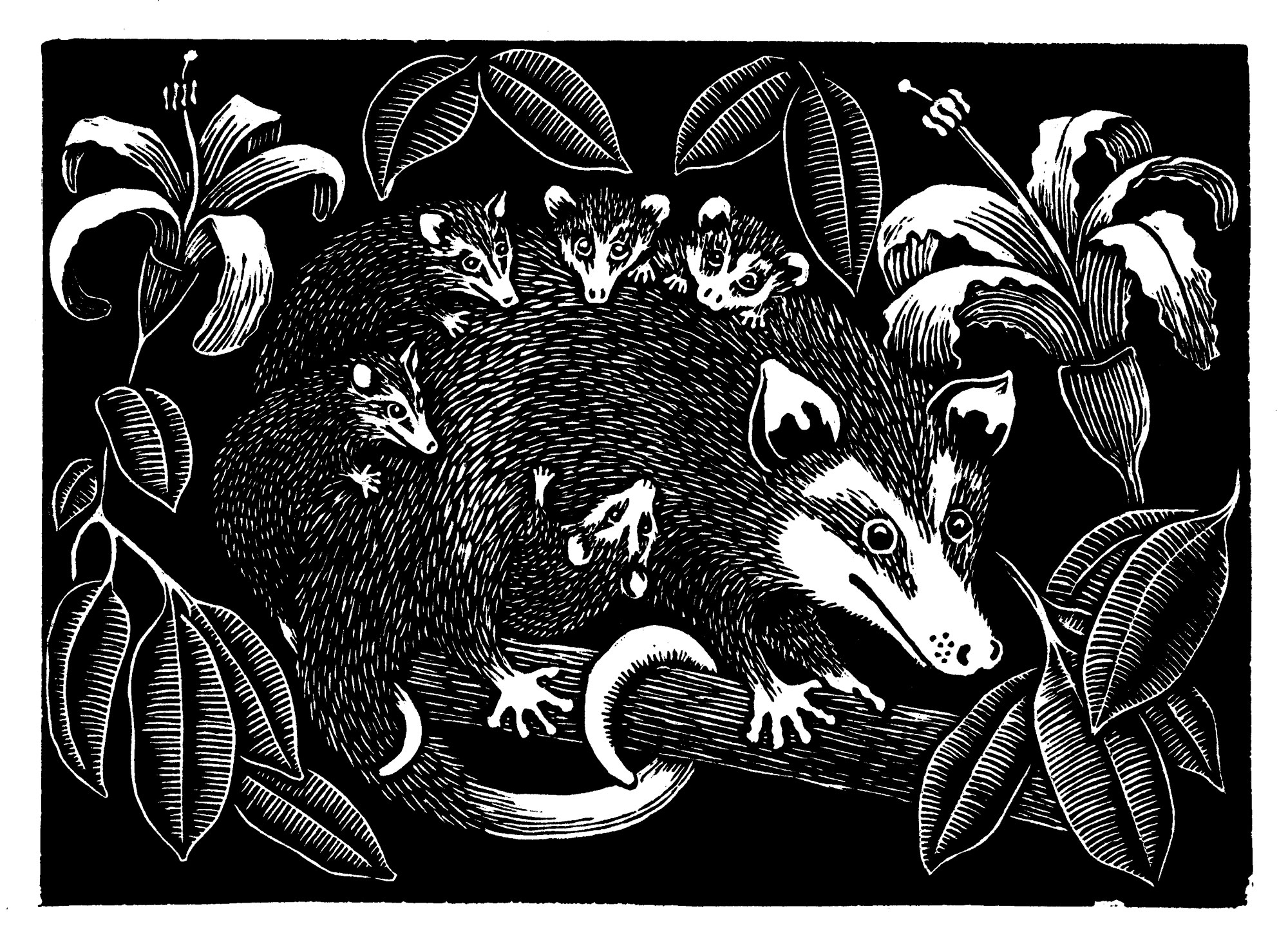 Zarigüeya — Xilografía sobre papel – 29,7x42cm – 2026